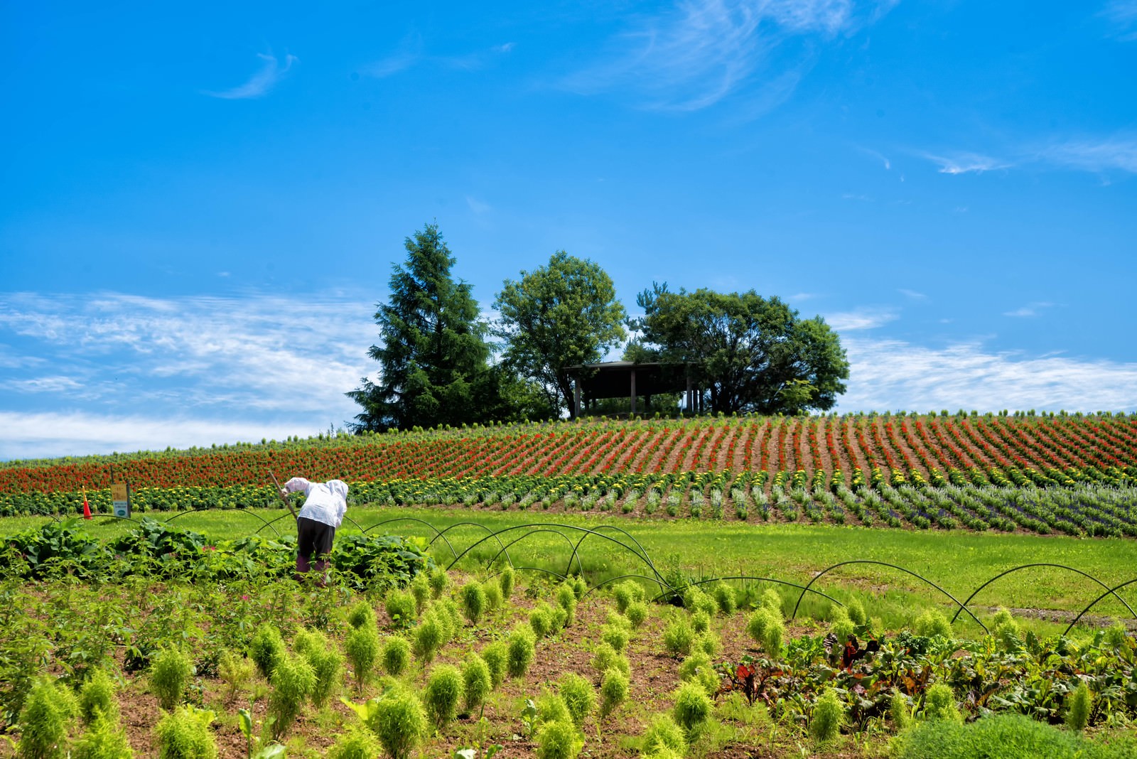旭川 美瑛 ふらの えりもの観光スポットを厳選