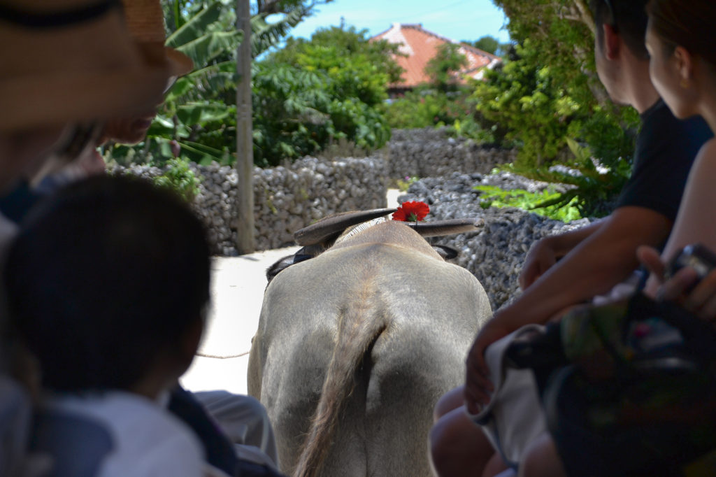 沖縄の水牛車で観光、ゆるゆる揺られて満喫
