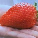 やしおの湯と日光ストロベリーパーク