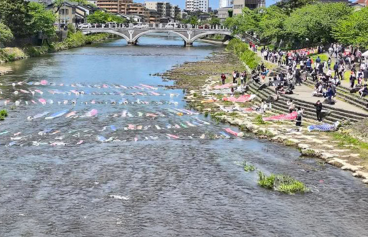 浅の川・鯉流し