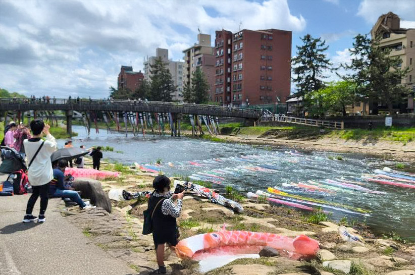 浅の川・鯉流し