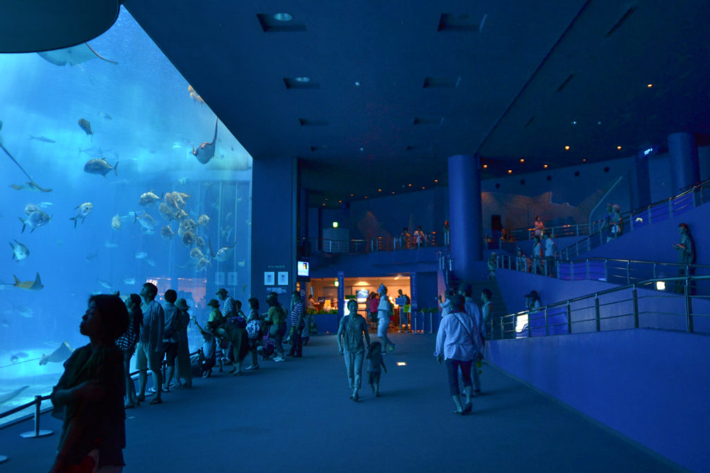 目の前に広がる海の奇跡—巨大水槽で感じる圧倒的な世界