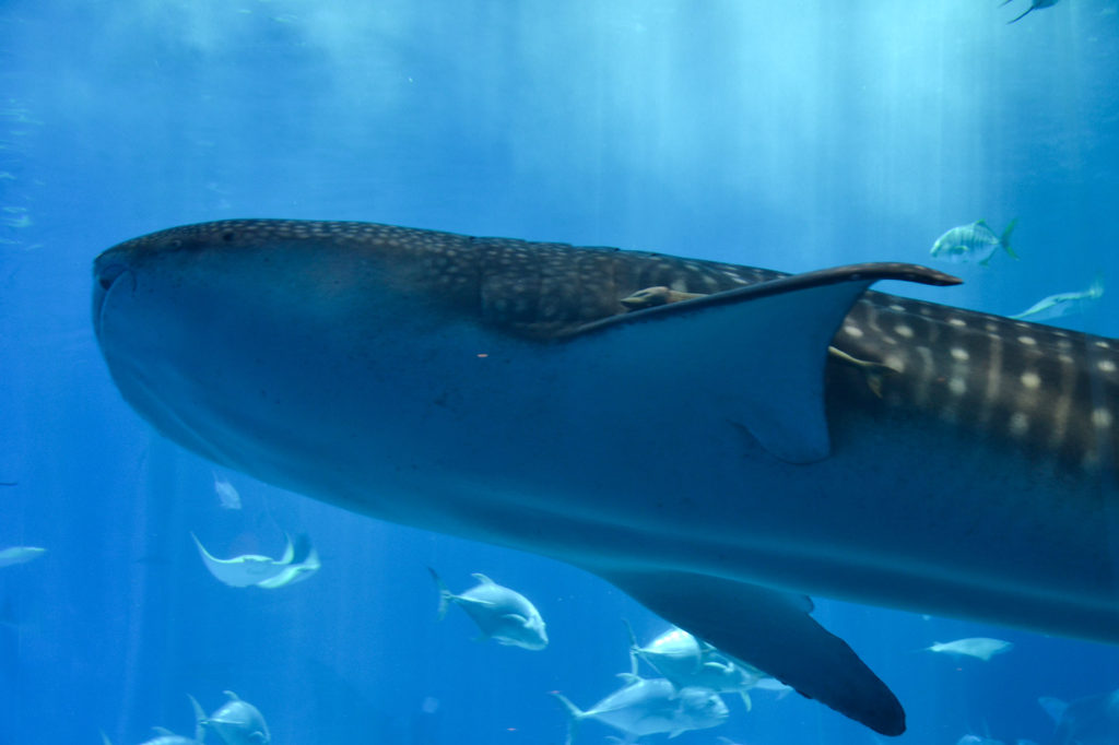 海の王者、優雅に泳ぐ—ジンベイザメの圧巻の姿