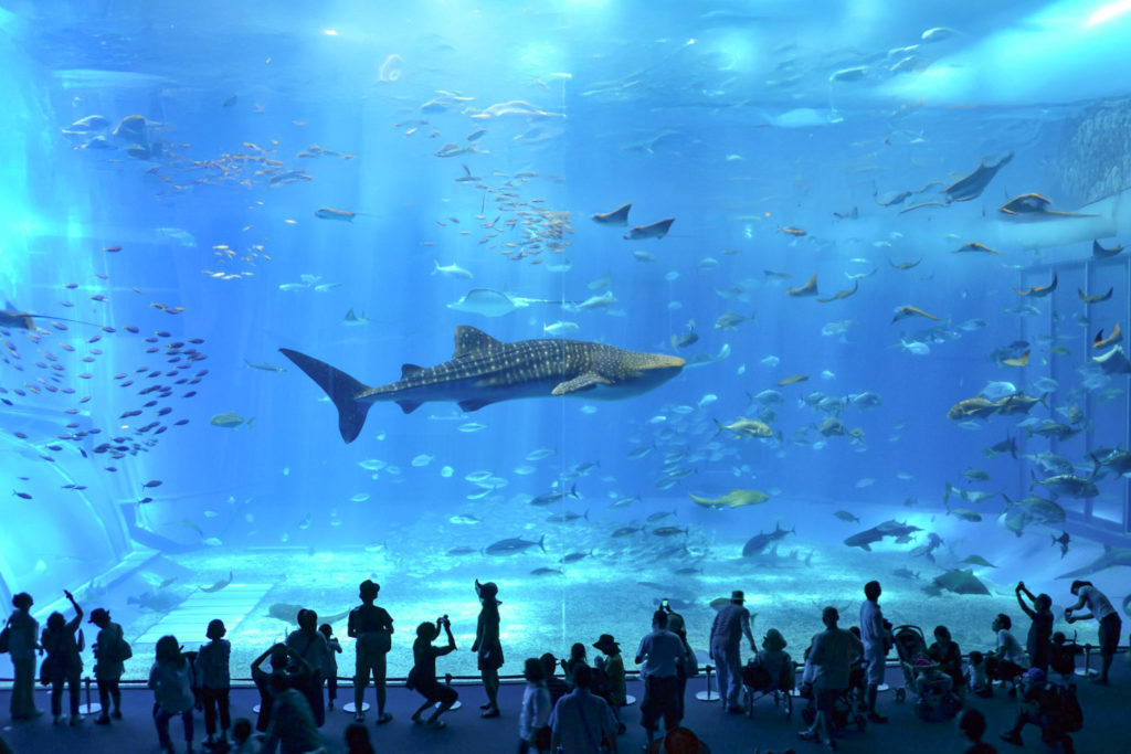 圧巻の海の世界—美ら海水族館の巨大水槽で出会う感動