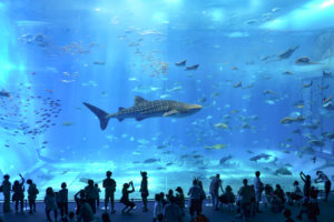 圧巻の海の世界—美ら海水族館の巨大水槽で出会う感動