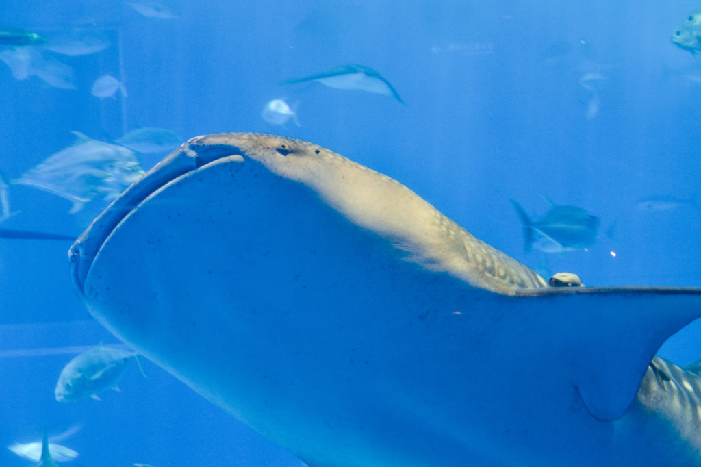 大きな口で海の恵みをひと飲み—ジンベイザメの優雅な食事