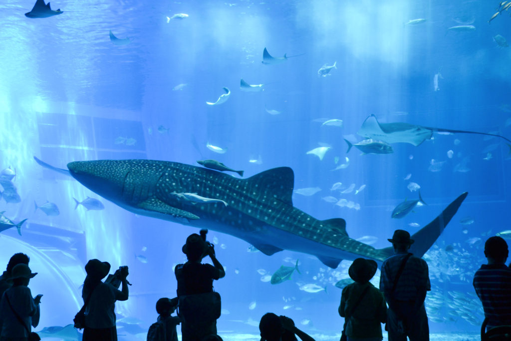 その姿はまるで海の守護神—ジンベイザメの神秘