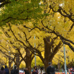 明治神宮外苑 いちょう並木 Gaienmae Icho Namiki