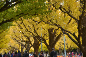 黄金のトンネル、外苑前銀杏並木へようこそ、紅葉の美しさ