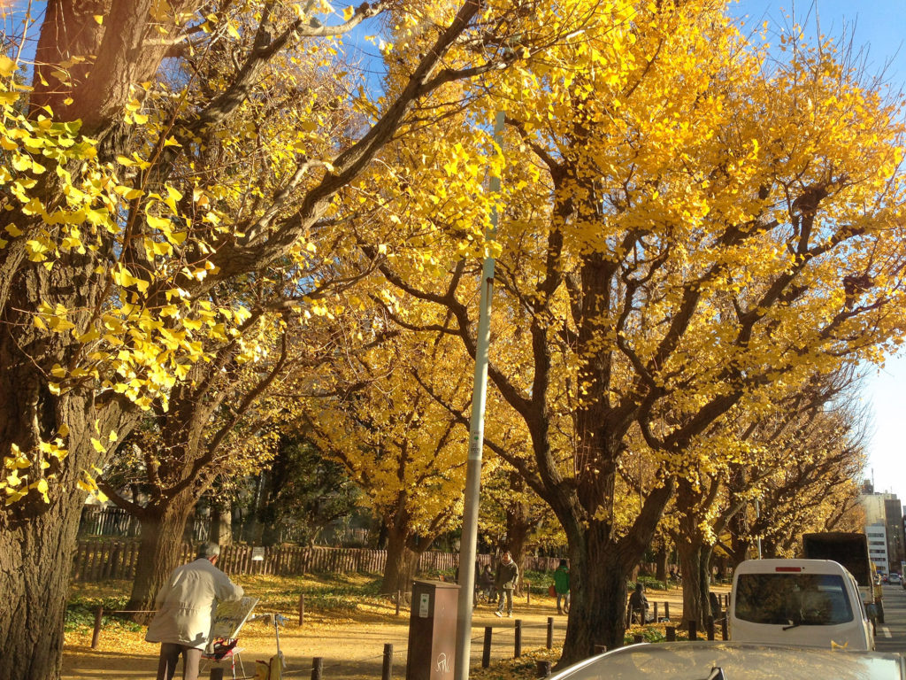 黄金色の並木道、歩けば心も染まる。幻想的な並木道