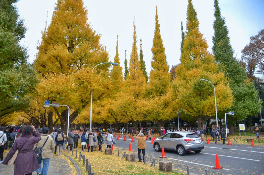 秋色に染まる外苑前、銀杏の絨毯を歩こう