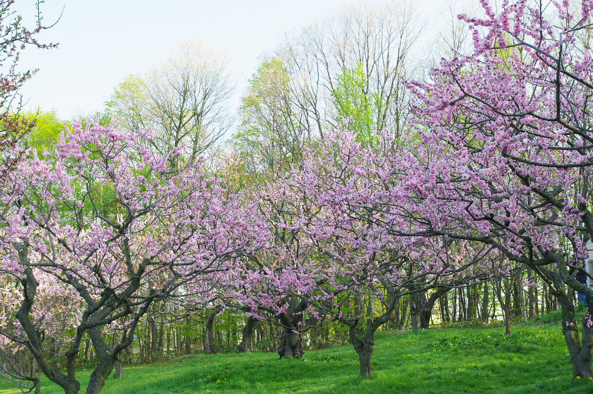 梅の香りに包まれる、札幌の春。自然と憩いのオアシス、平岡公園