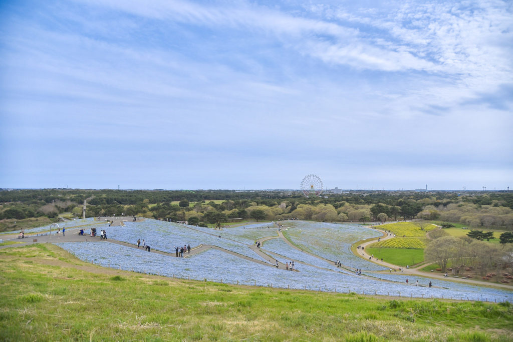 ネモフィラは 生命力が強く、初心者でも育てやすい 花