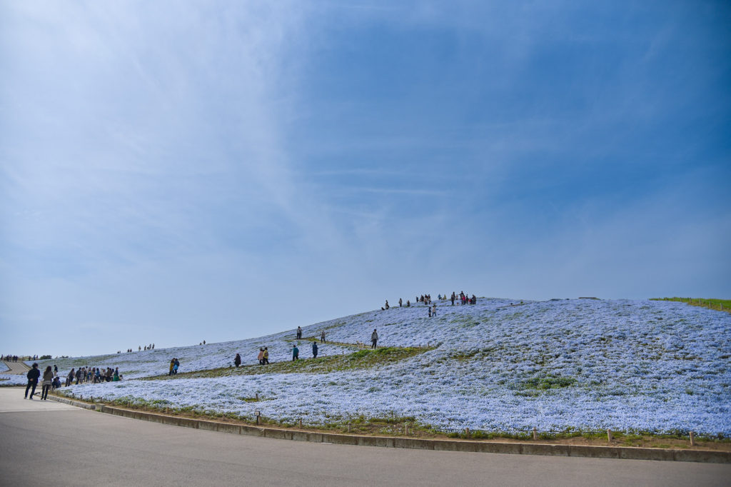 ネモフィラの花が咲き誇る「みはらしの丘」