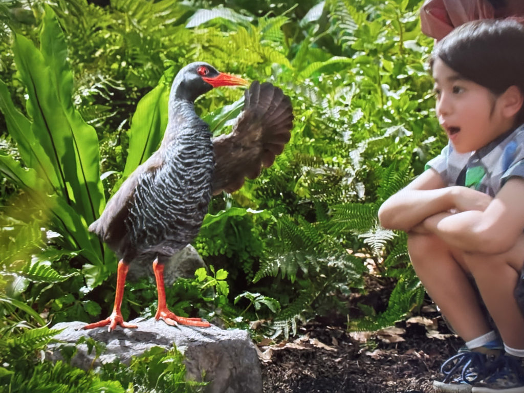 やんばるの鳥がしゃべる？！ジャングリア沖縄北部