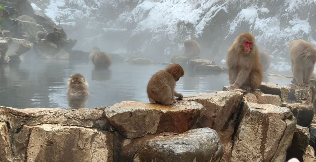 長野県の猿温泉 地獄谷