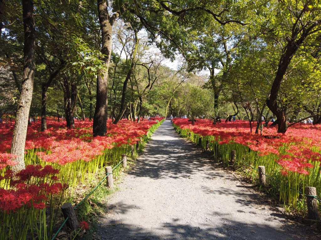 曼珠沙華咲き誇る巾着田