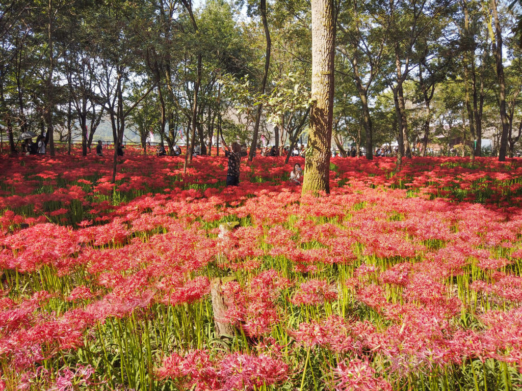 曼珠沙華の赤い絨毯に包まれて