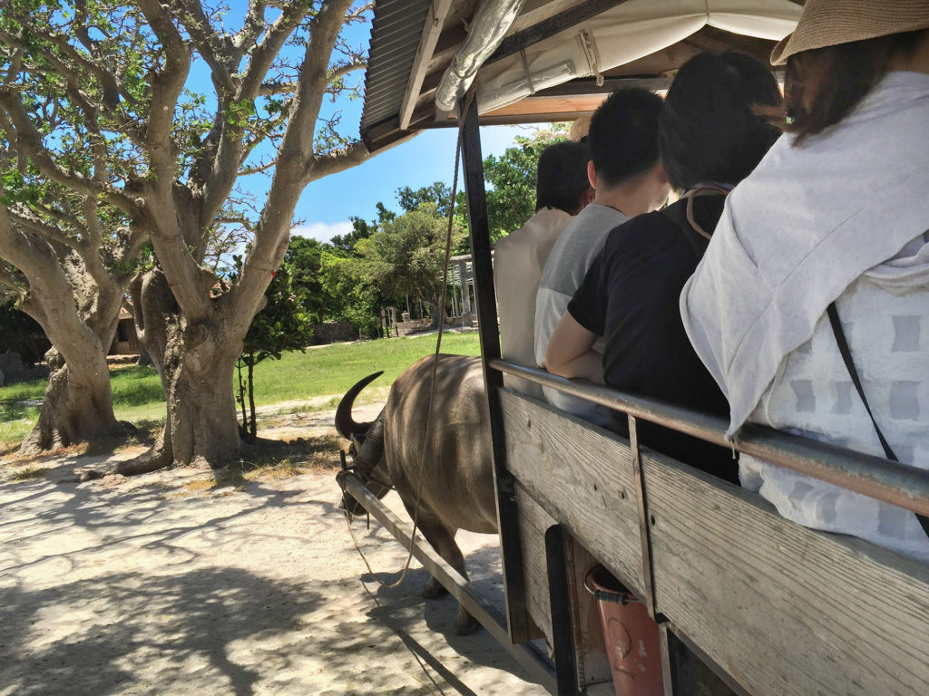 水牛車の島時間　竹富島の昔ながらの風景をのんびり満喫