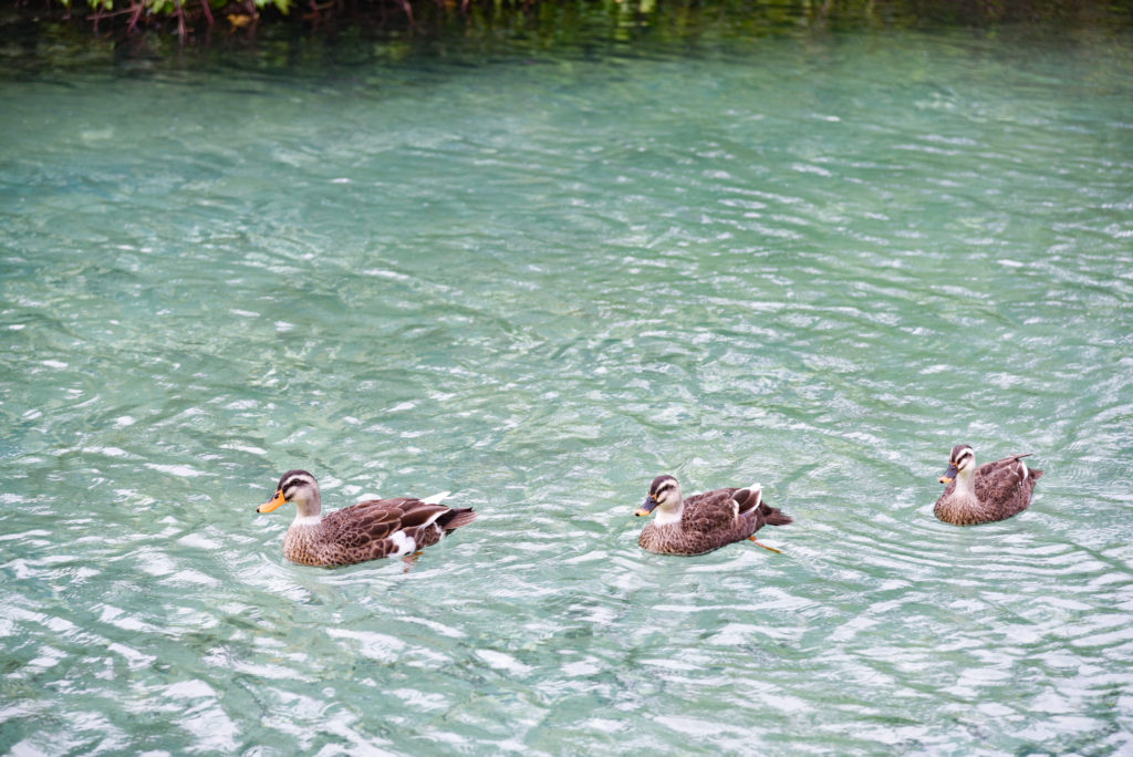 沖縄県 宮古島 シギラベイサイドスイート アラマンダ Shigira Bayside Suite Allamanda