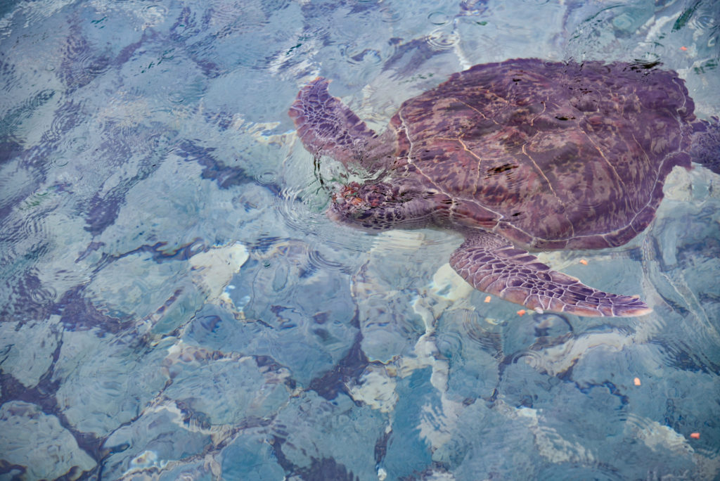 沖縄県 宮古島 シギラベイサイドスイート アラマンダ Shigira Bayside Suite Allamanda