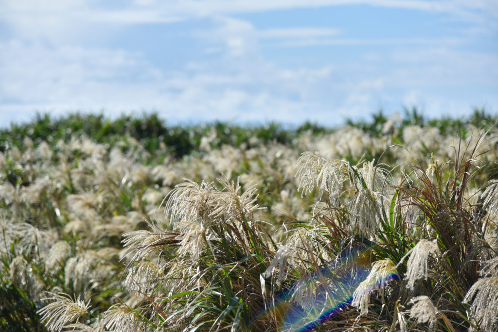 東平安名崎 East Heian Cape　沖縄県 宮古島