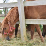 まいぱり 宮古島熱帯果樹園 Maipari Miyakojima Nettaikajyuen