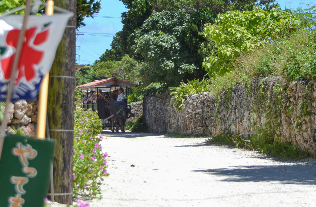 沖縄県 石垣島 竹富島 水牛 Okinawa Prefecture Ishigaki Island Taketomi Island Water buffalo