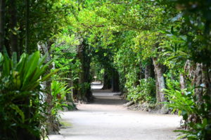 沖縄北部 本部 フクギ並木 備瀬集落