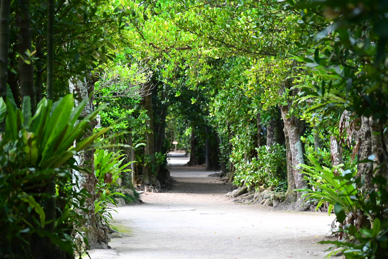 沖縄北部 本部 フクギ並木 備瀬集落