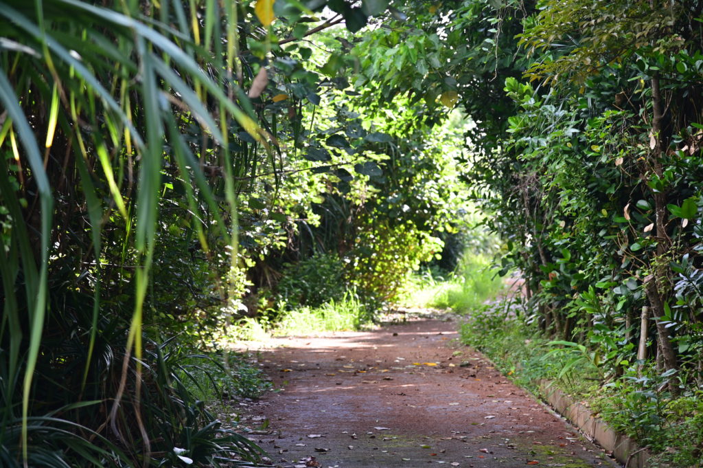 屋嘉ビーチ 金武町ローカル Yaka Beach Kin Town Local 沖縄中部
