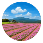 ひるがのピクニックガーデン Hirugano Picnic Garden