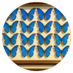 胎内昆虫の家 Womb Insect House