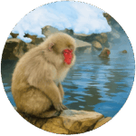 地獄谷野猿 Jigokudani Wild Monkeys
