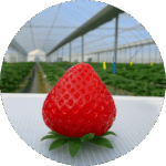 近藤いちご園 Kondo Strawberry Farm