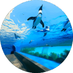 サンシャイン水族館 Sunshine Aquarium
