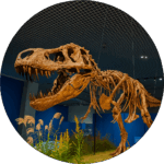 国立科学博物館 National Museum of Nature and Science