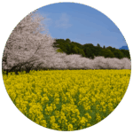 西都原古墳群 桜＆花の景勝地 Saitobaru Kofungun