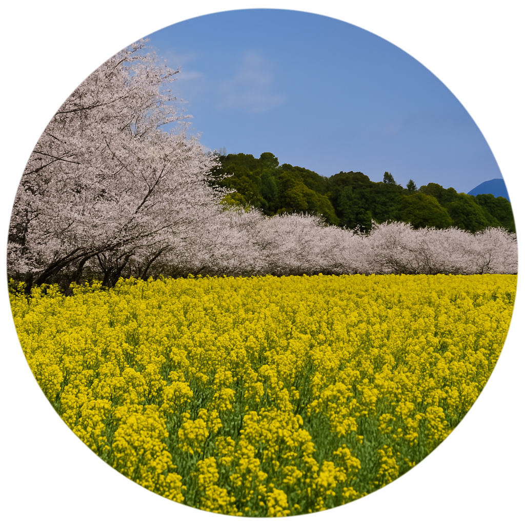 西都原古墳群 桜＆花の景勝地 Saitobaru Kofungun 宮崎県