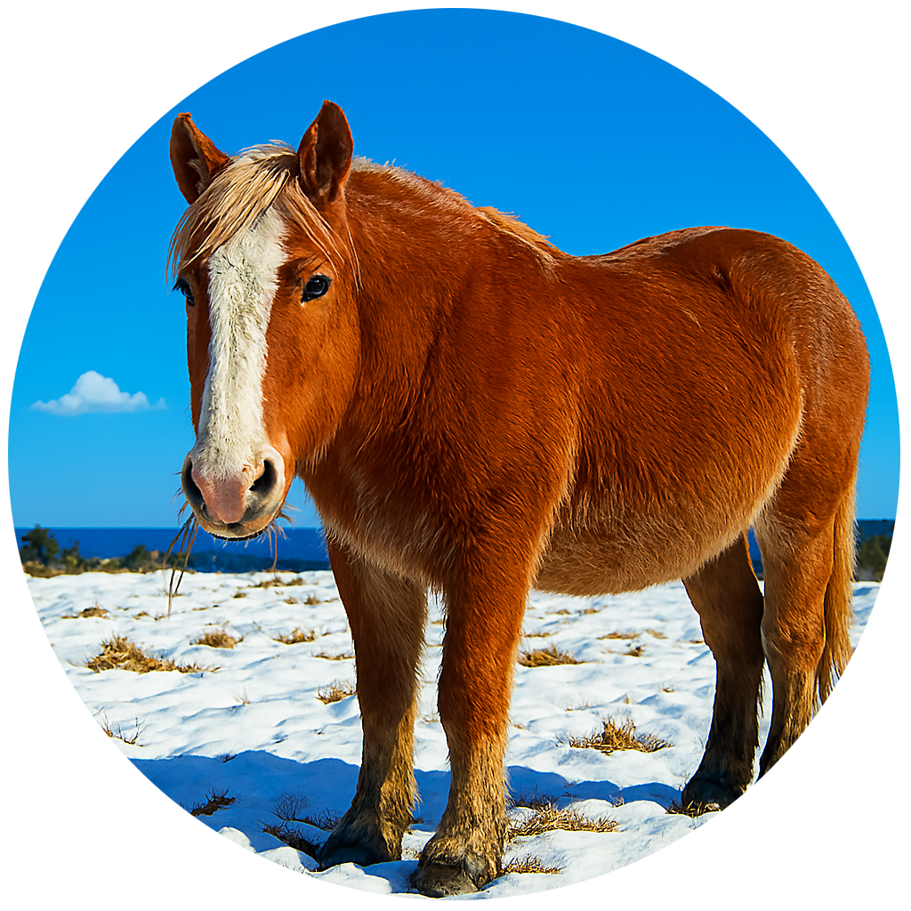 寒立馬越冬放牧地アタカ Kantateuma Ataka 青森県