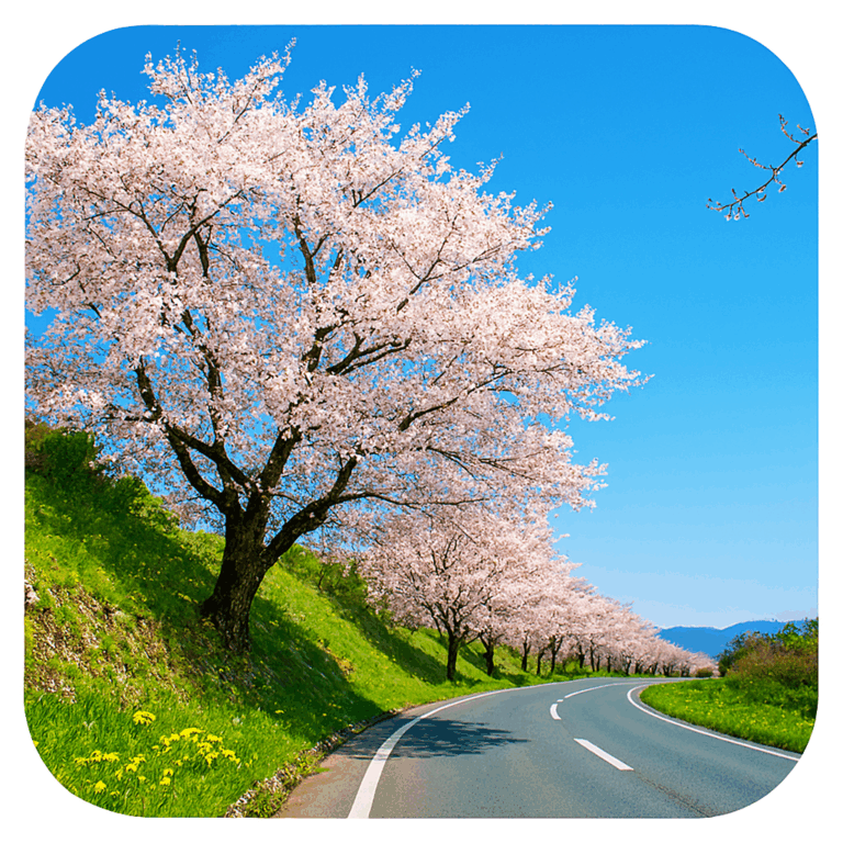 Okitama Cherry Blossom Highway Japan Sightseeing Okitama Cherry Blossom Highway Japan Sightseeing