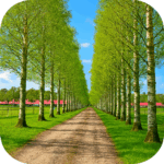 十勝牧場 白樺並木Tokachi Ranch