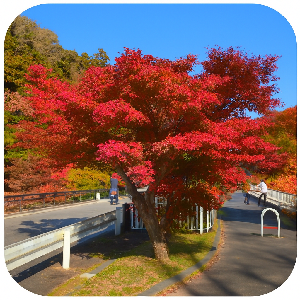 もみじロード Momiji Road 千葉県