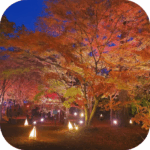 武蔵丘陵森林公園 Musashi Hills Forest Park