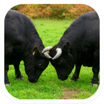 牛の角突き（南魚沼市） Bull horn butting (Minamiuonuma City)