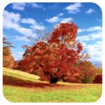 大峰高原七色大カエデ Omine Plateau Seven-Colored Maple Tree