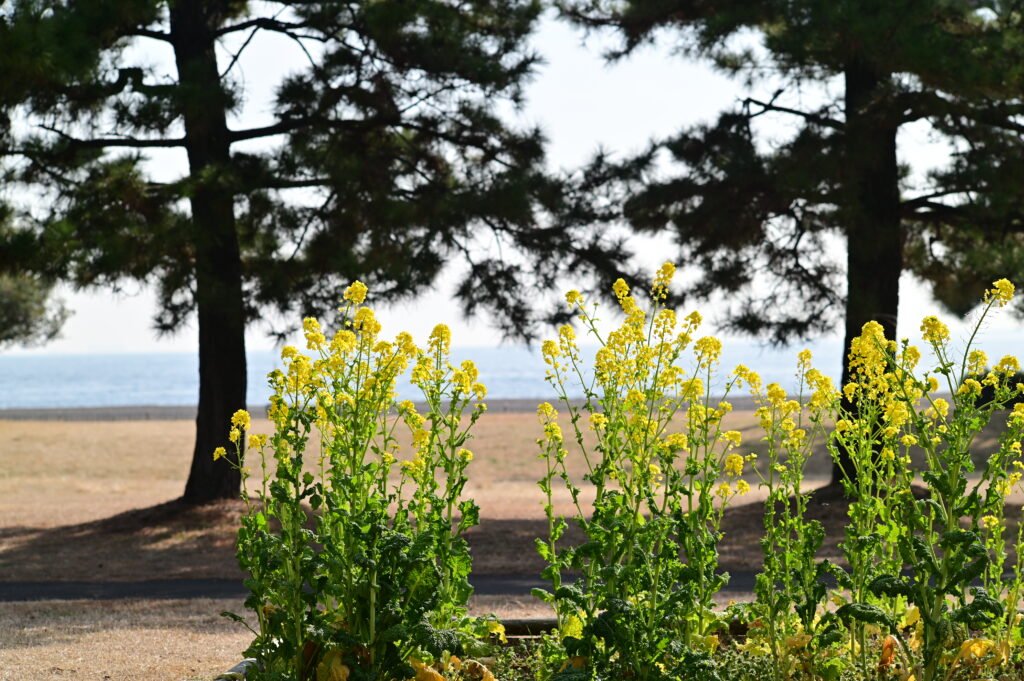 城南島海浜公園 Jonanjima Seaside Park 東京大田区 Tokyo Otaku