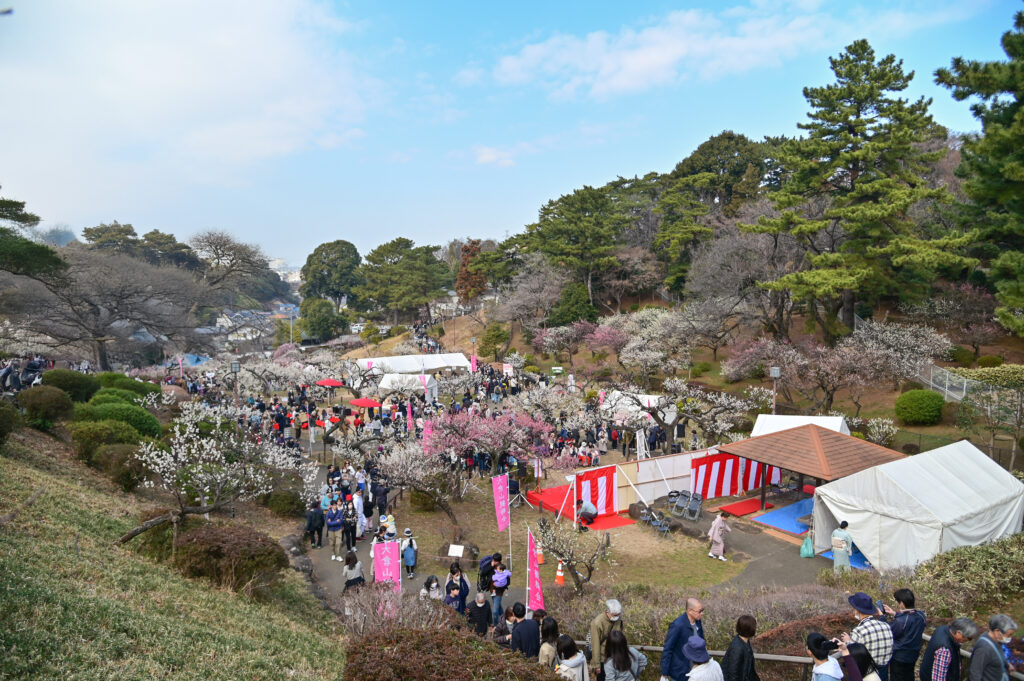 大岡山公園 梅林 観梅会 Ōokayama Park Plum Blossom Festival 横浜市 Yokohama-shi