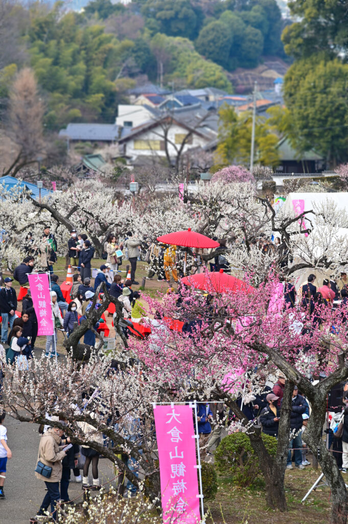 大岡山公園 梅林 観梅会 Ōokayama Park Plum Blossom Festival 横浜市 Yokohama-shi