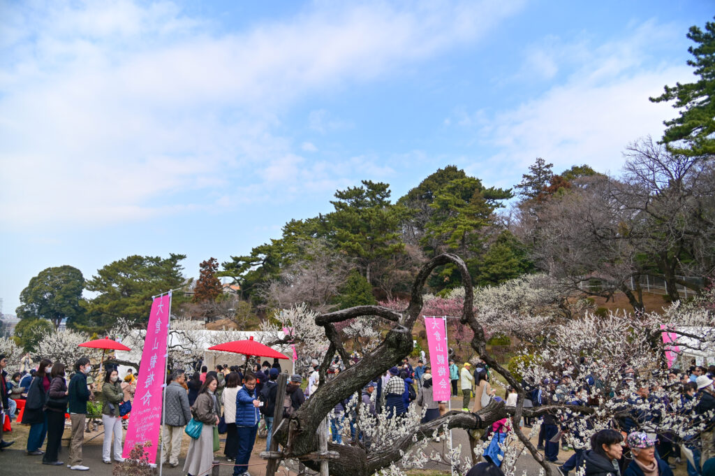 大岡山公園 梅林 観梅会 Ōokayama Park Plum Blossom Festival 横浜市 Yokohama-shi